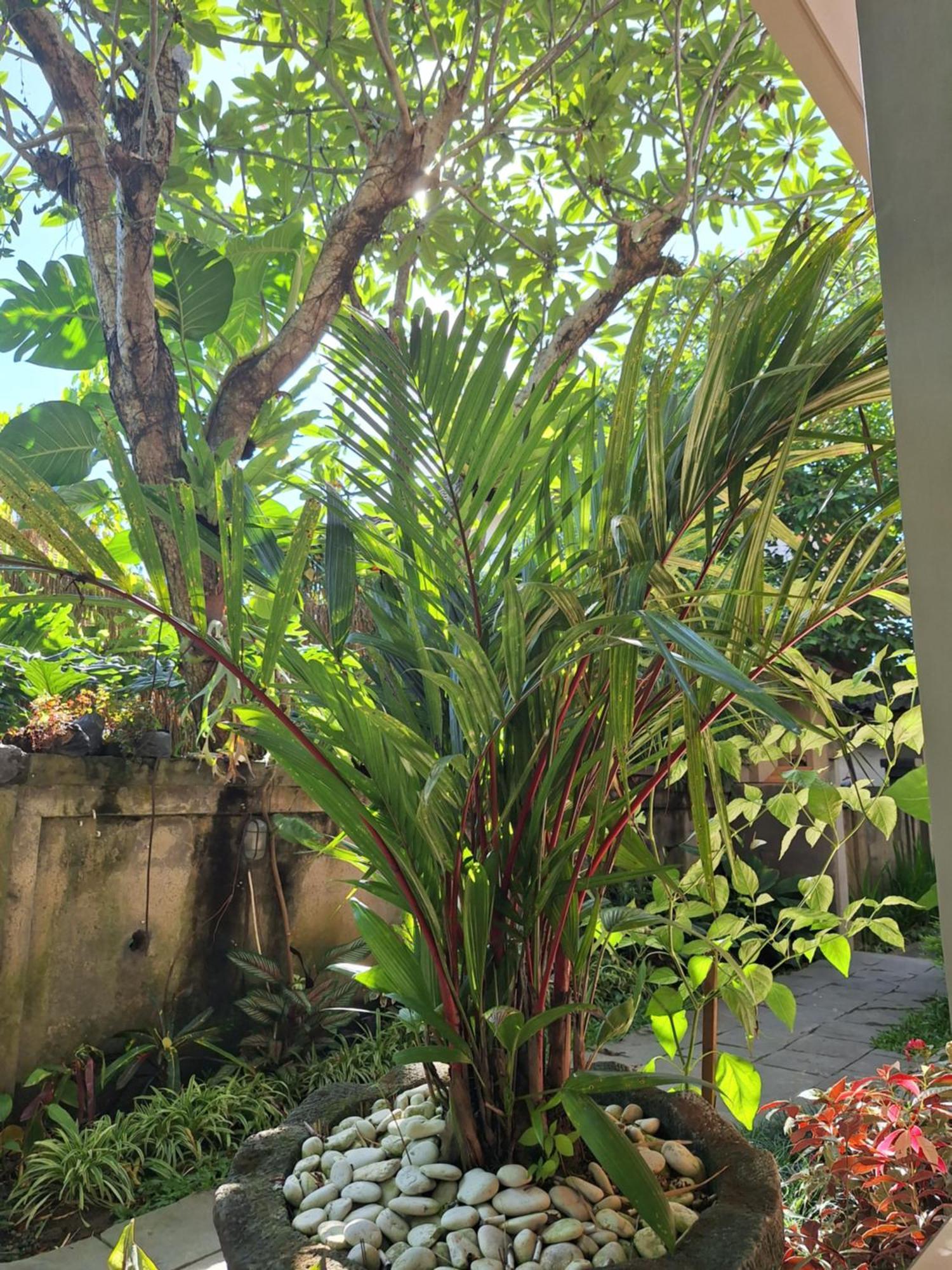 Kasapa Inn Ubud Esterno foto