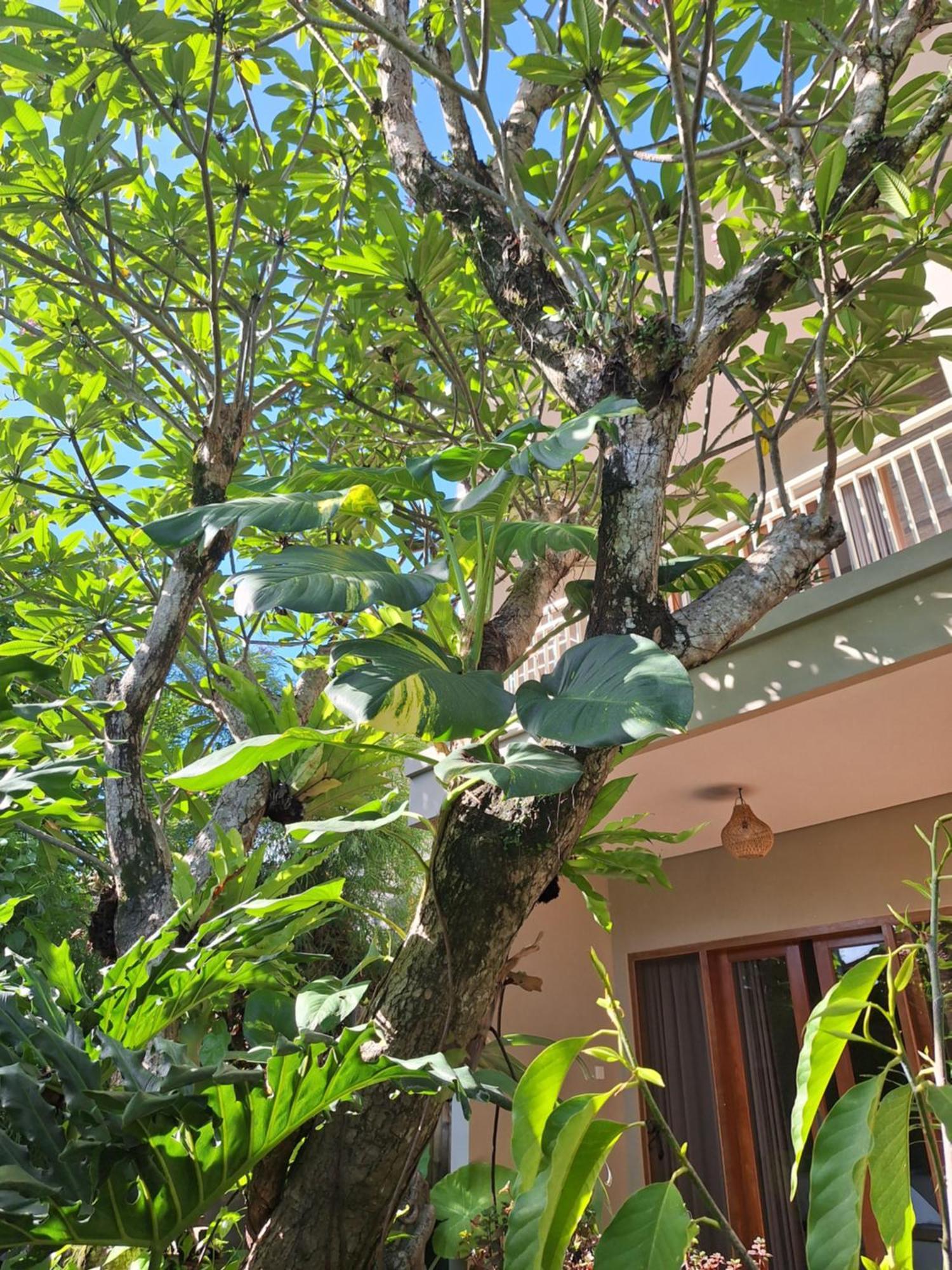Kasapa Inn Ubud Esterno foto